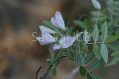 Mundulea sericea